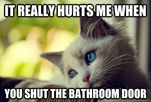 First World Problems Cat
