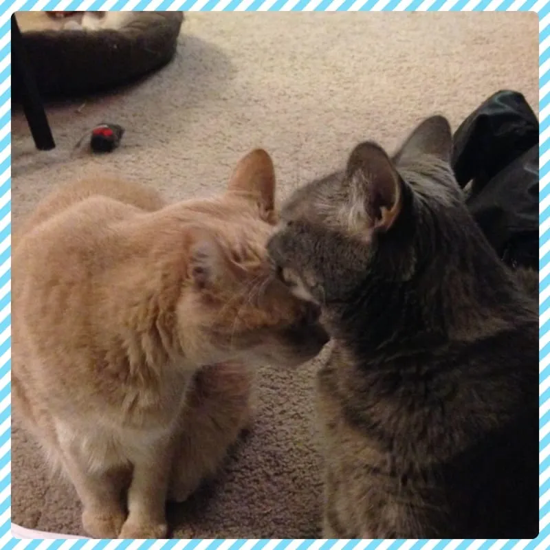 National Adopt-A-Cat Month