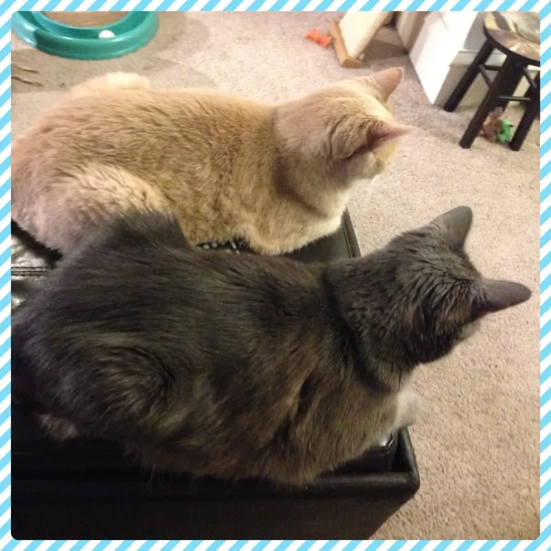 National Adopt-A-Cat Month