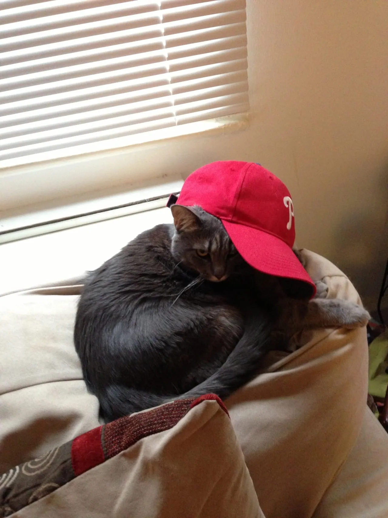 Mabel Loves The Phillies