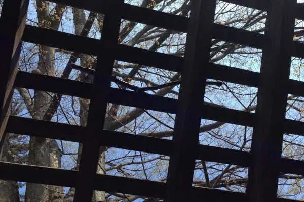 Morris Arboretum: Home Tweet Home
