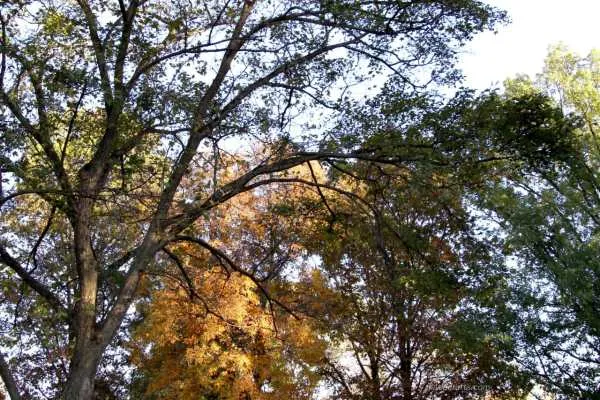 A Special Look at my Fall Wedding...