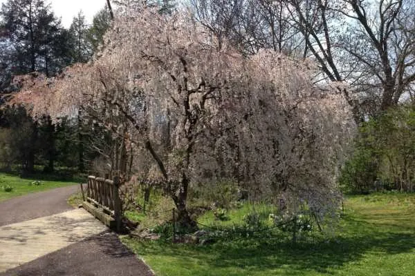 Morris Arboretum: Home Tweet Home