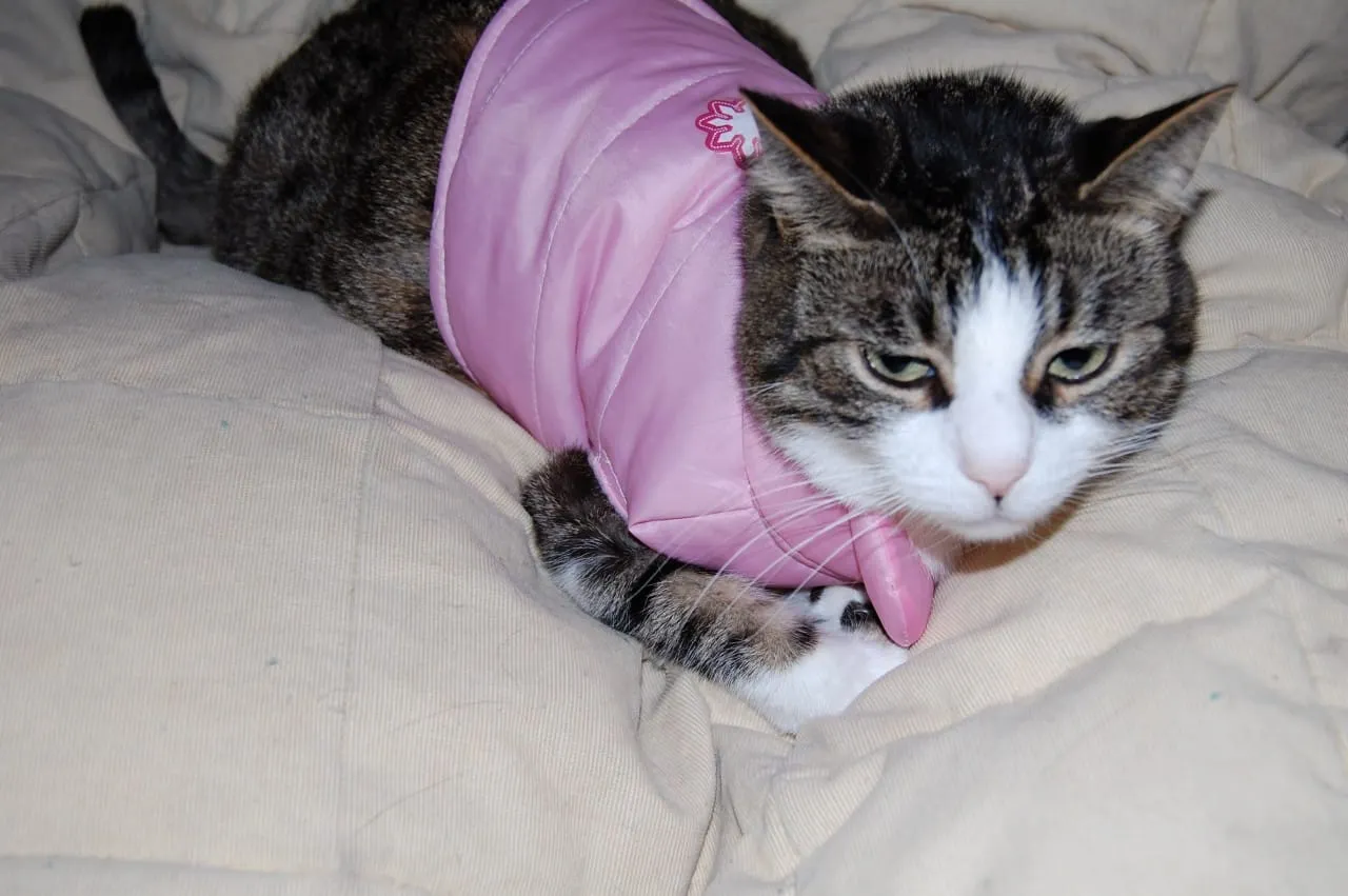 Spud in Vest