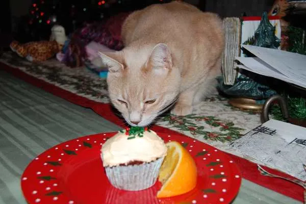 Wordless Wednesday: Christmas Kitties