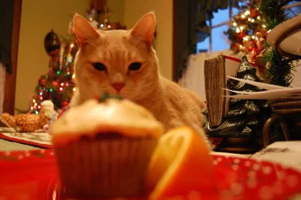 Wordless Wednesday: Christmas Kitties