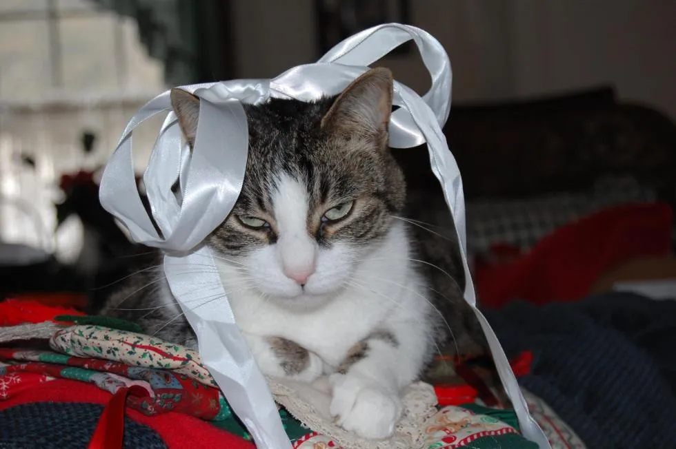 Wordless Wednesday: Christmas Kitties