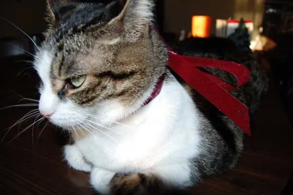 Spud Wearing A Bow