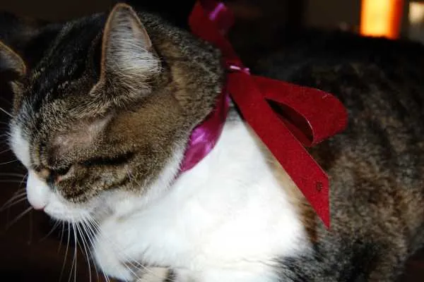 Spud Wearing A Bow