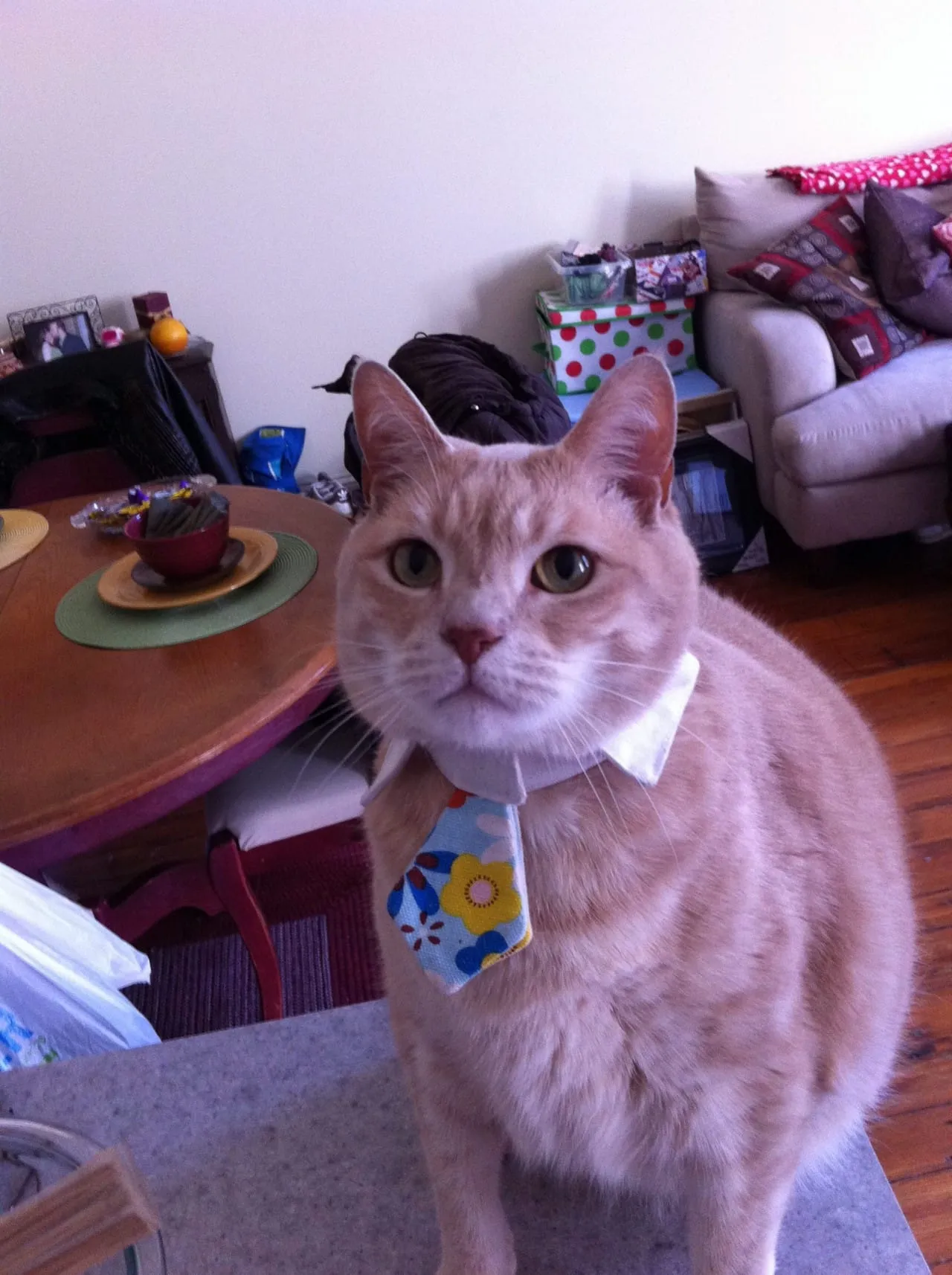 Lucky in his Easter Sunday Best