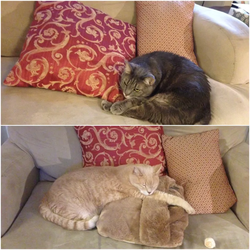 Babies On Couch