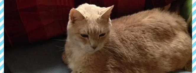 National Adopt-A-Cat Month