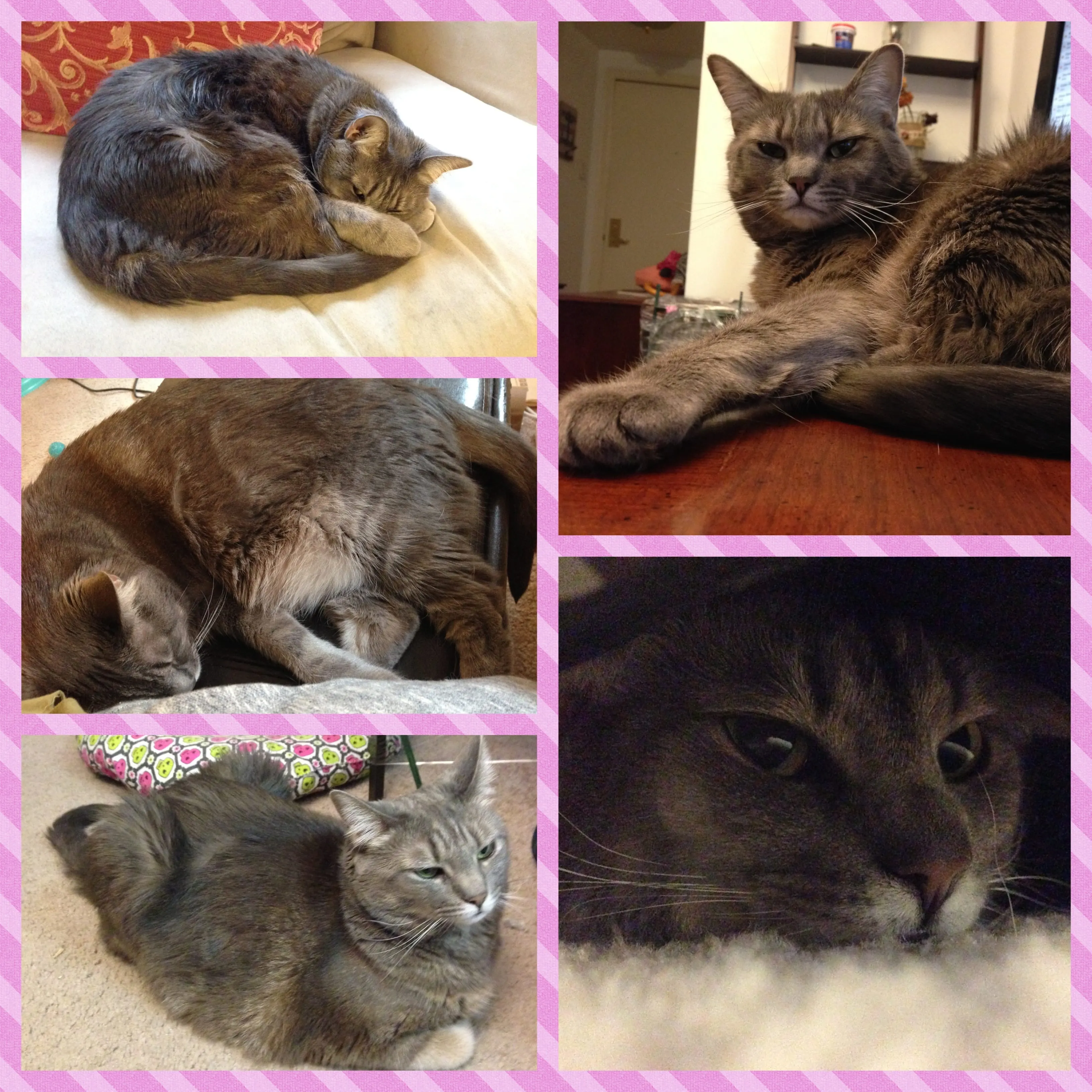 Happy 3rd Birthday, Mabel!
