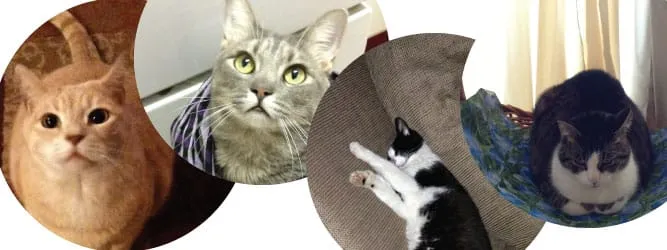 Pet Round Up