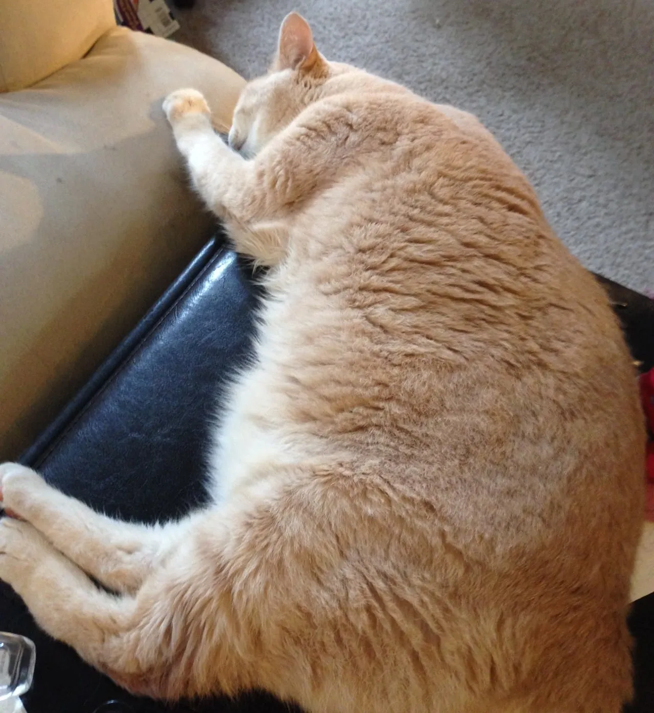 Sunday, Lazy Sunday
