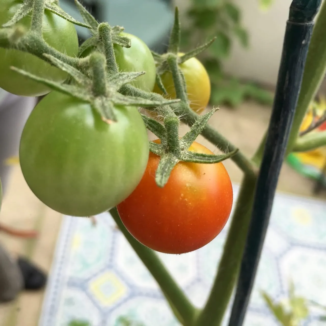 Wordless Wednesday: First Harvest