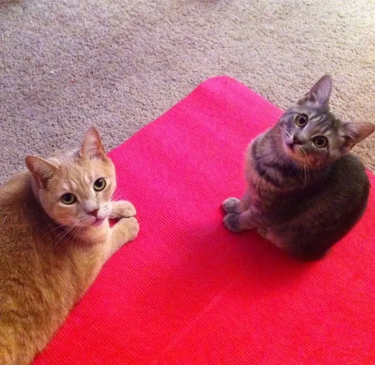 Throwback Thursday: Yoga Cats