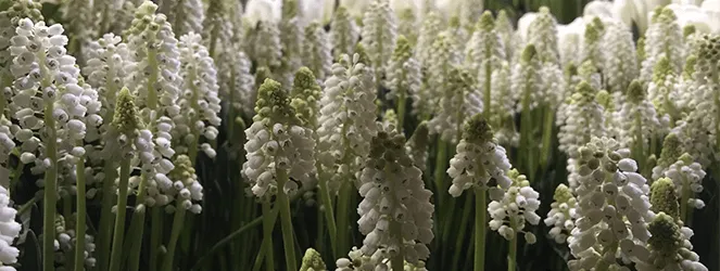 Philly Flower Show 2015 Recap by