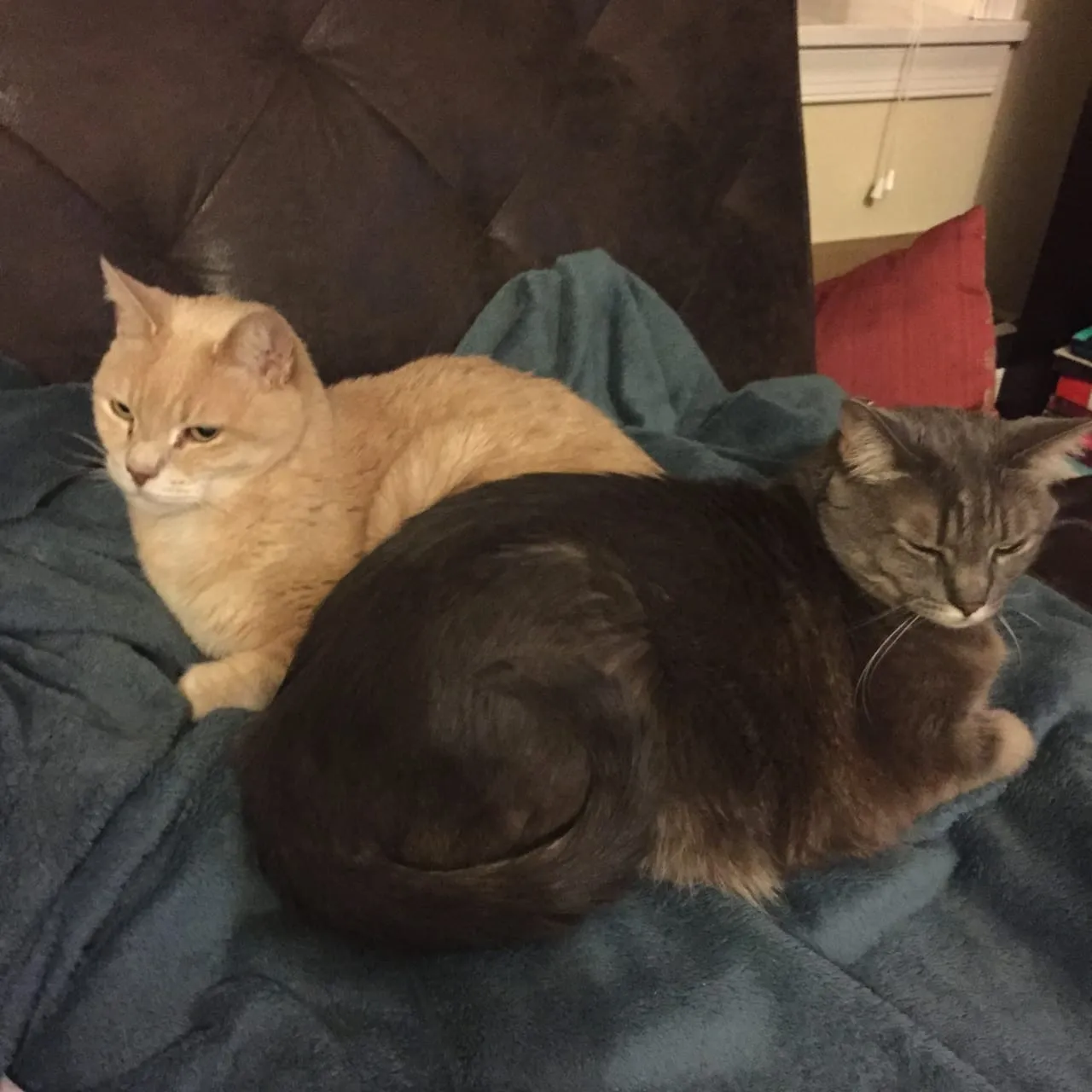 Baby Cats Keeping Warm