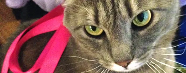 National Pet Week