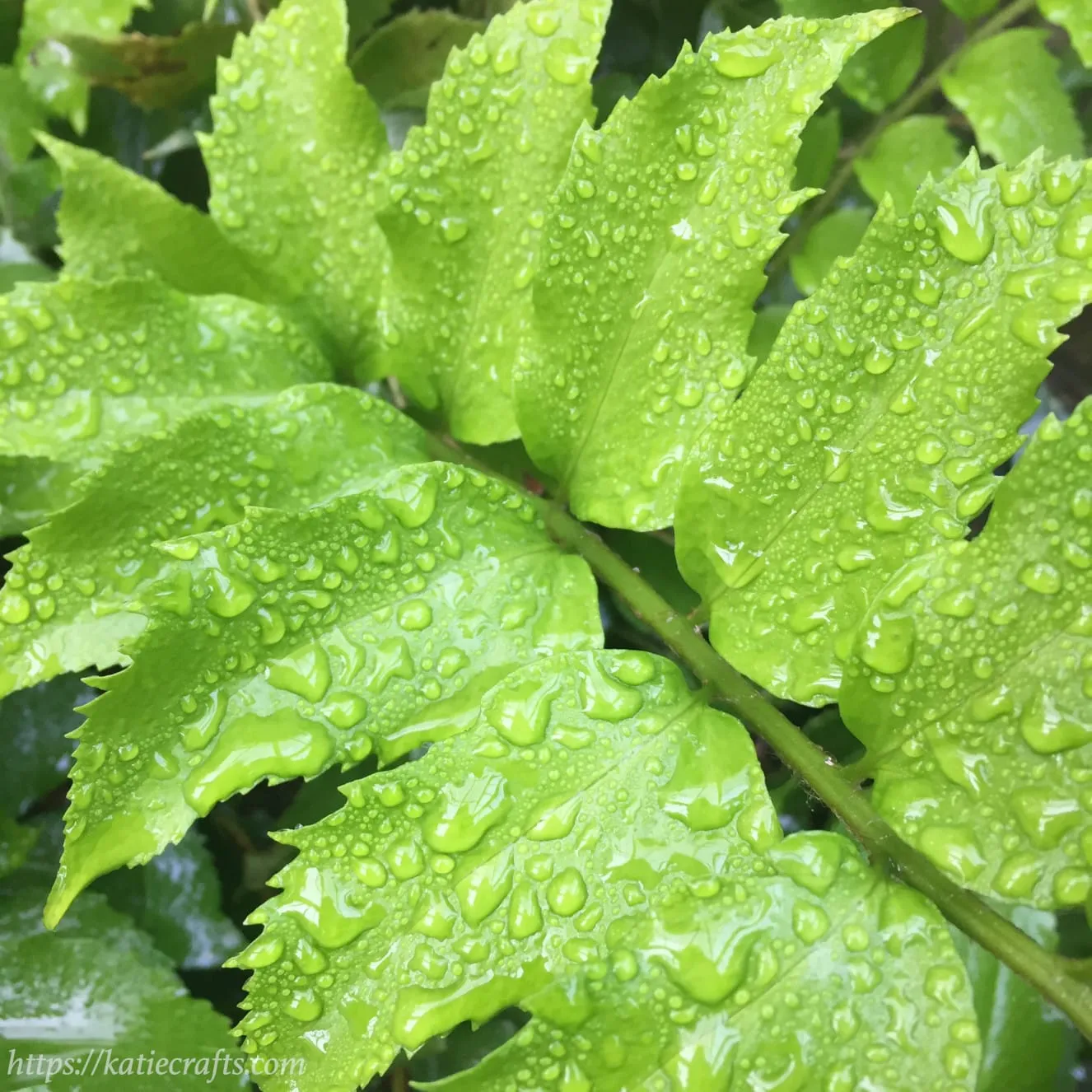 Wordless Wednesday: Water Droplets