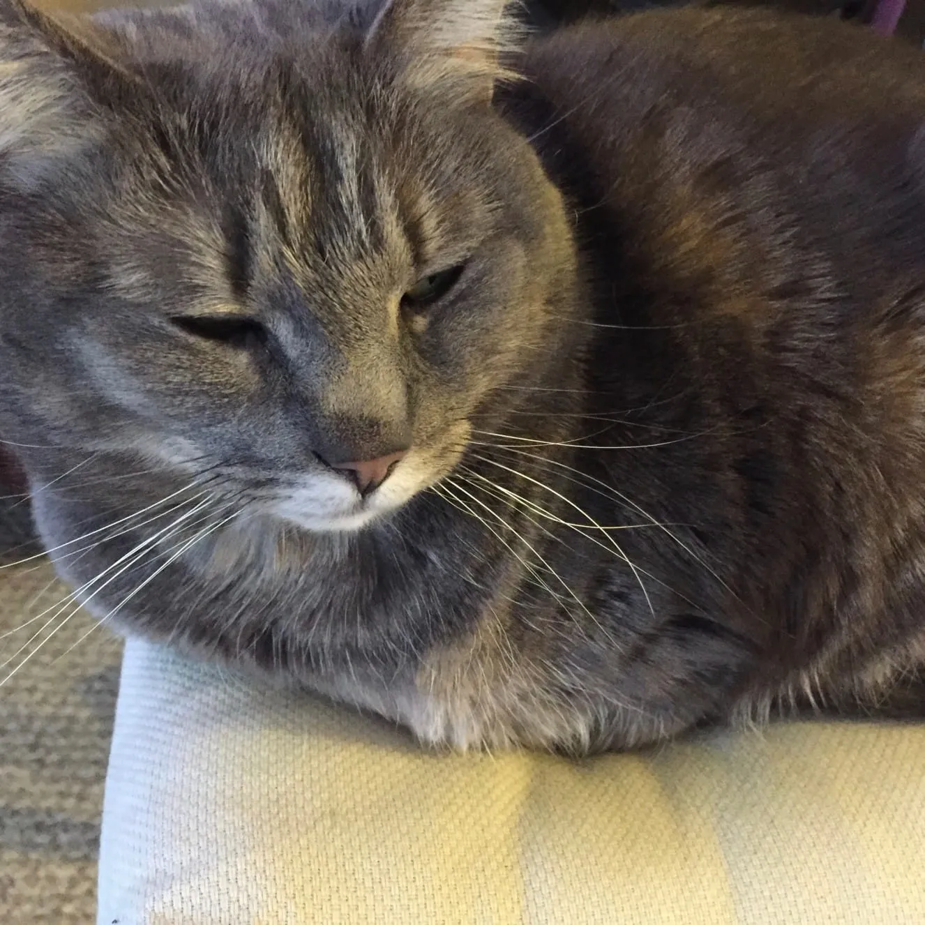 Wordless Wednesday: Stool Stealer