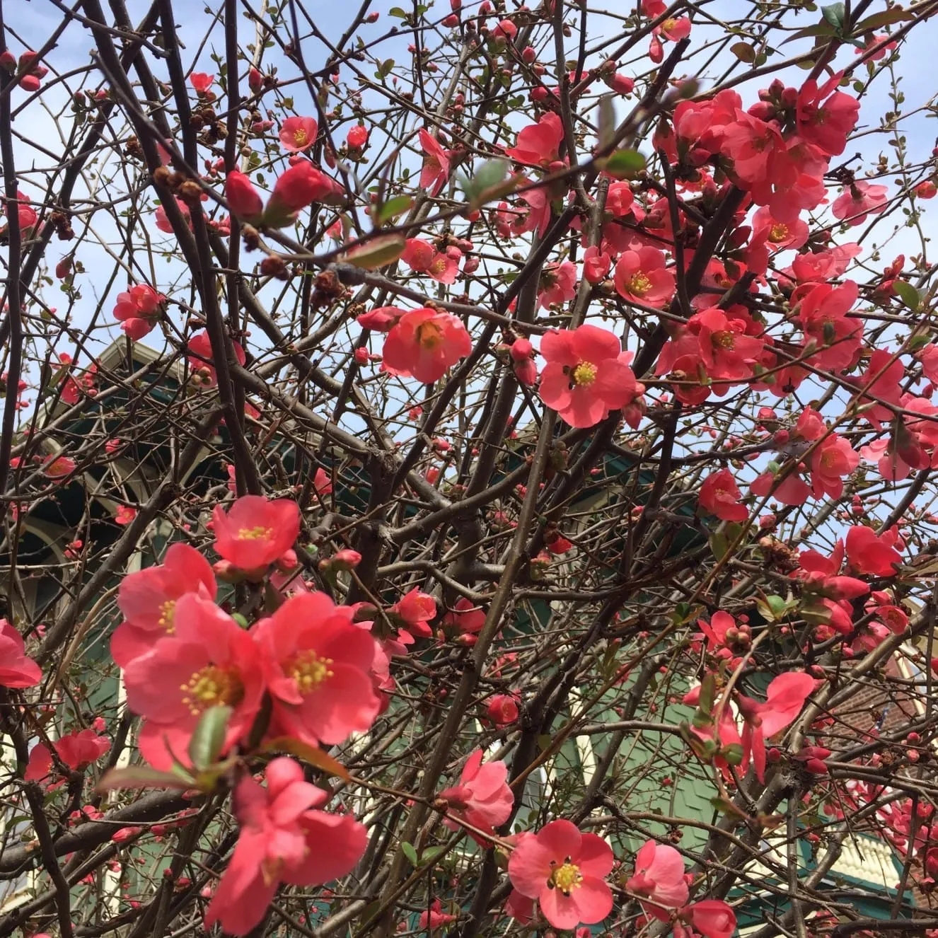 Wordless Wednesday: Blooms
