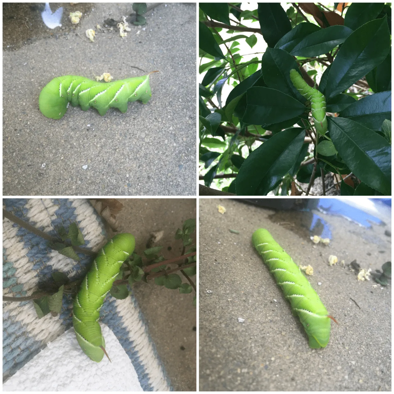 Wordless Wednesday: Hungry Visitor