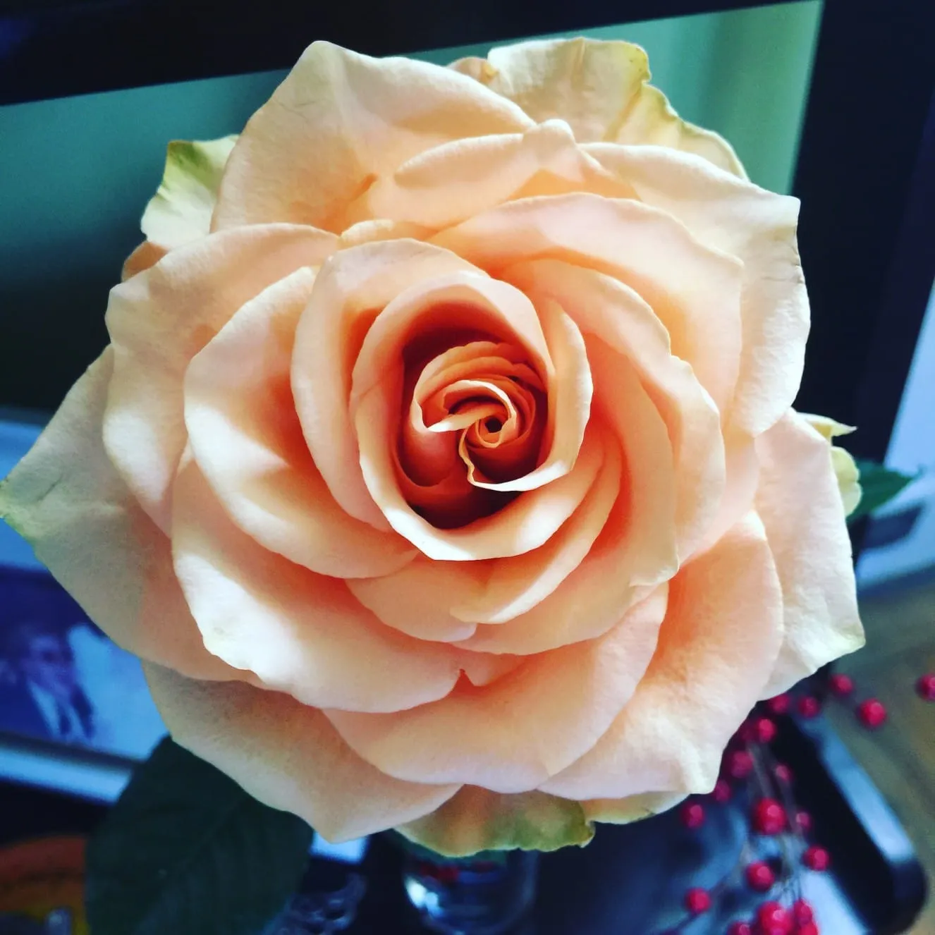 Wordless Wednesday: Peach Rose
