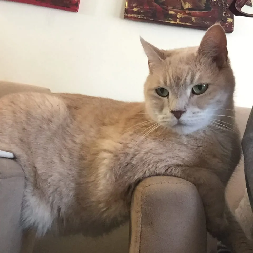 Wordless Wednesday: Bridge Cat