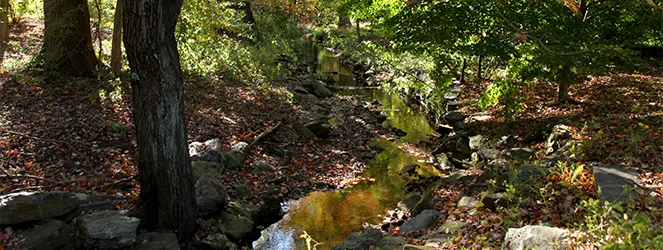 Wordless Wednesday: Foliage