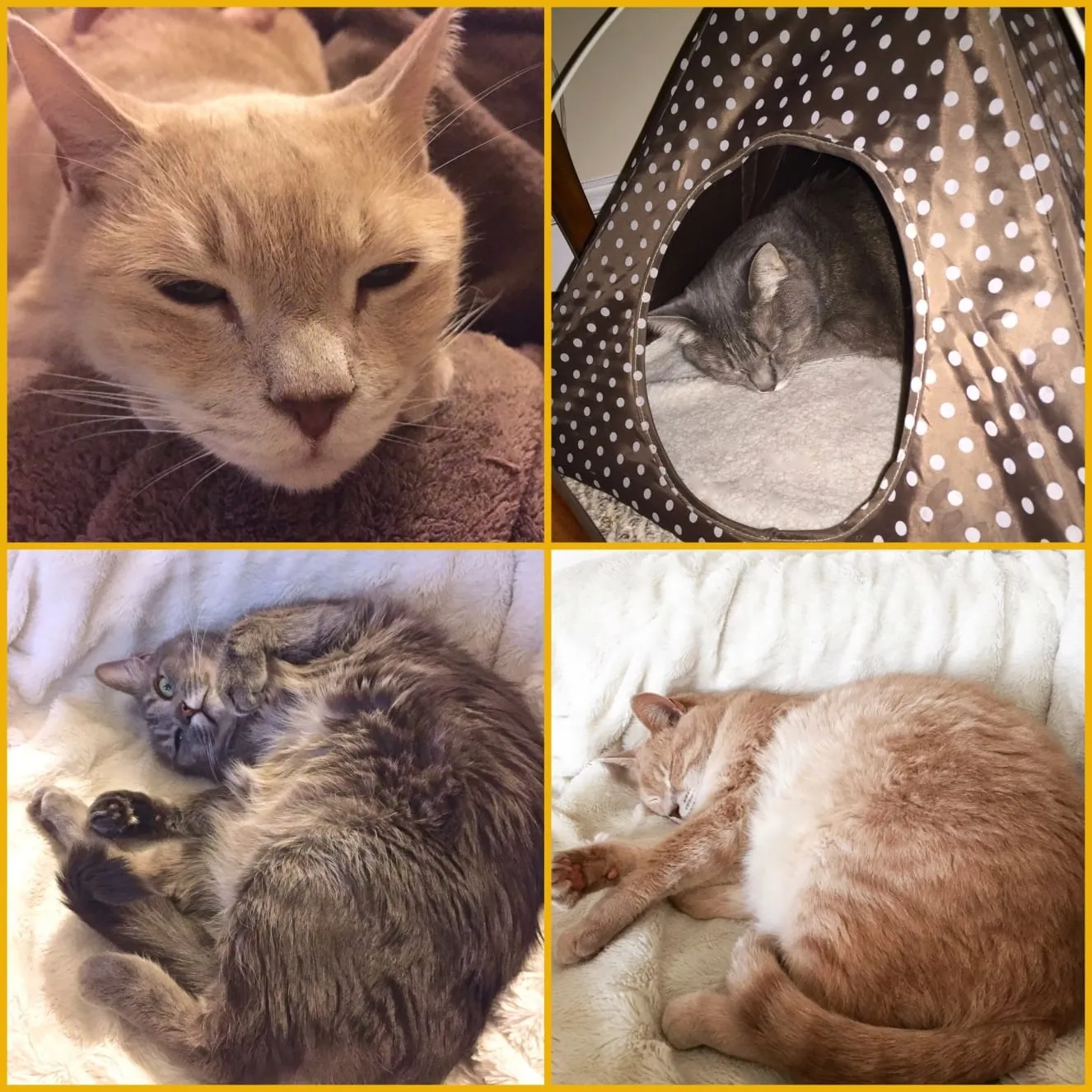 Happy National Cat Day!