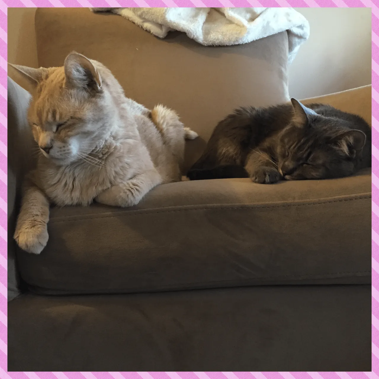 My Valentines