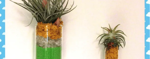 Colorful Air Plant Display by