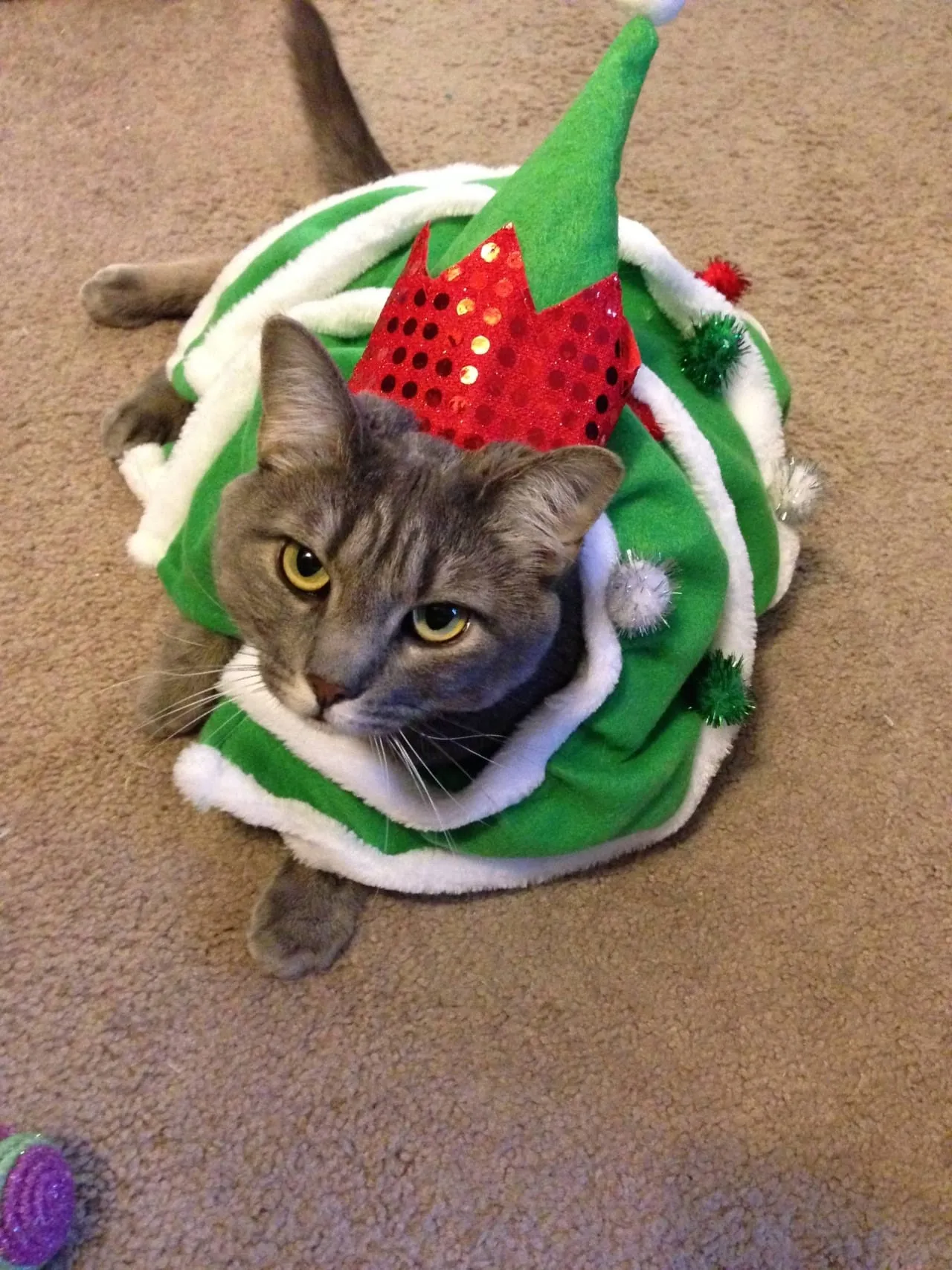 Wordless Wednesday: Merry Christmas! by