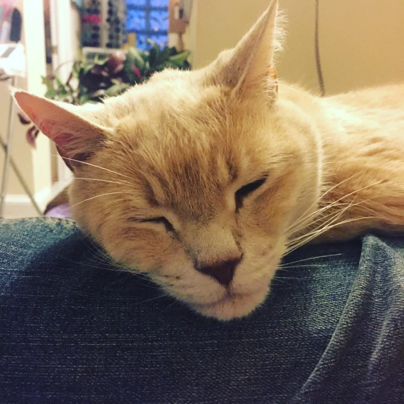 Purry Cat