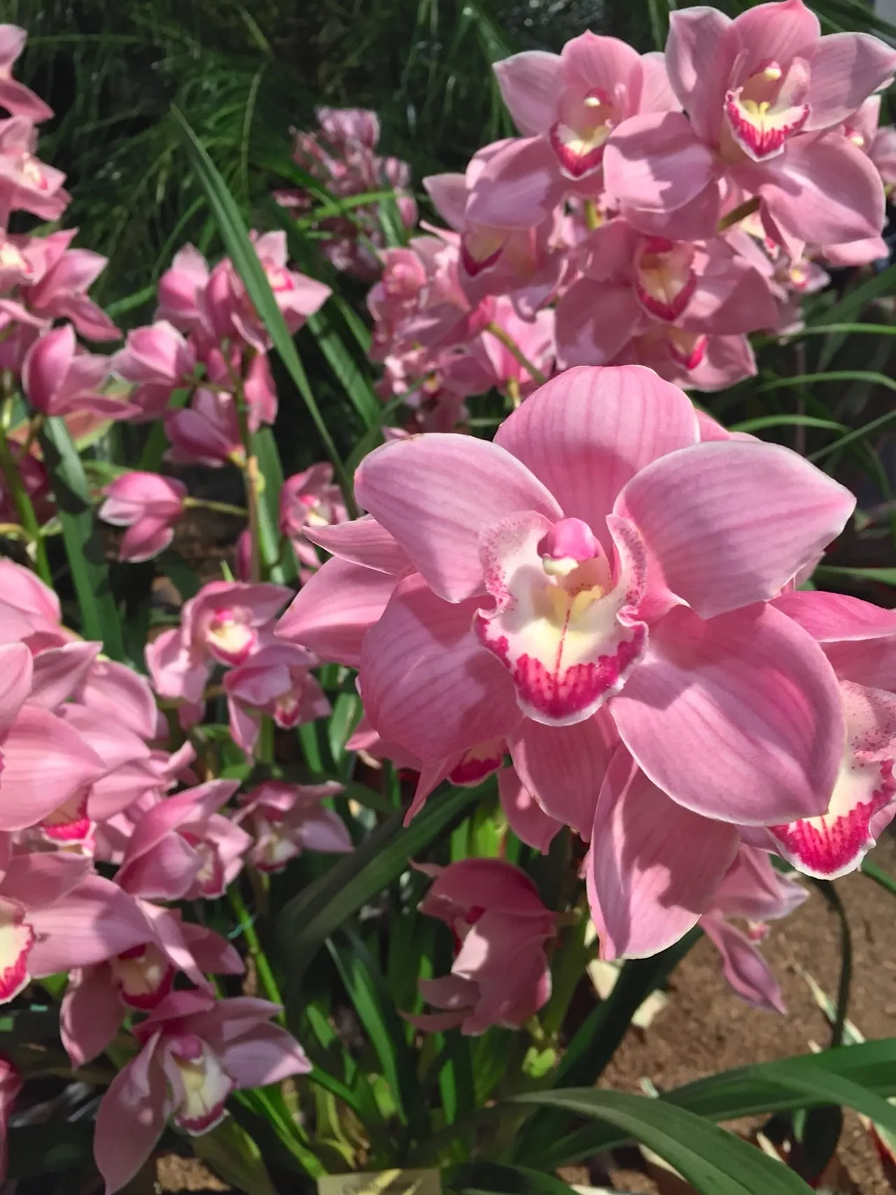 Wordless Wednesday: A Letter to Spring by