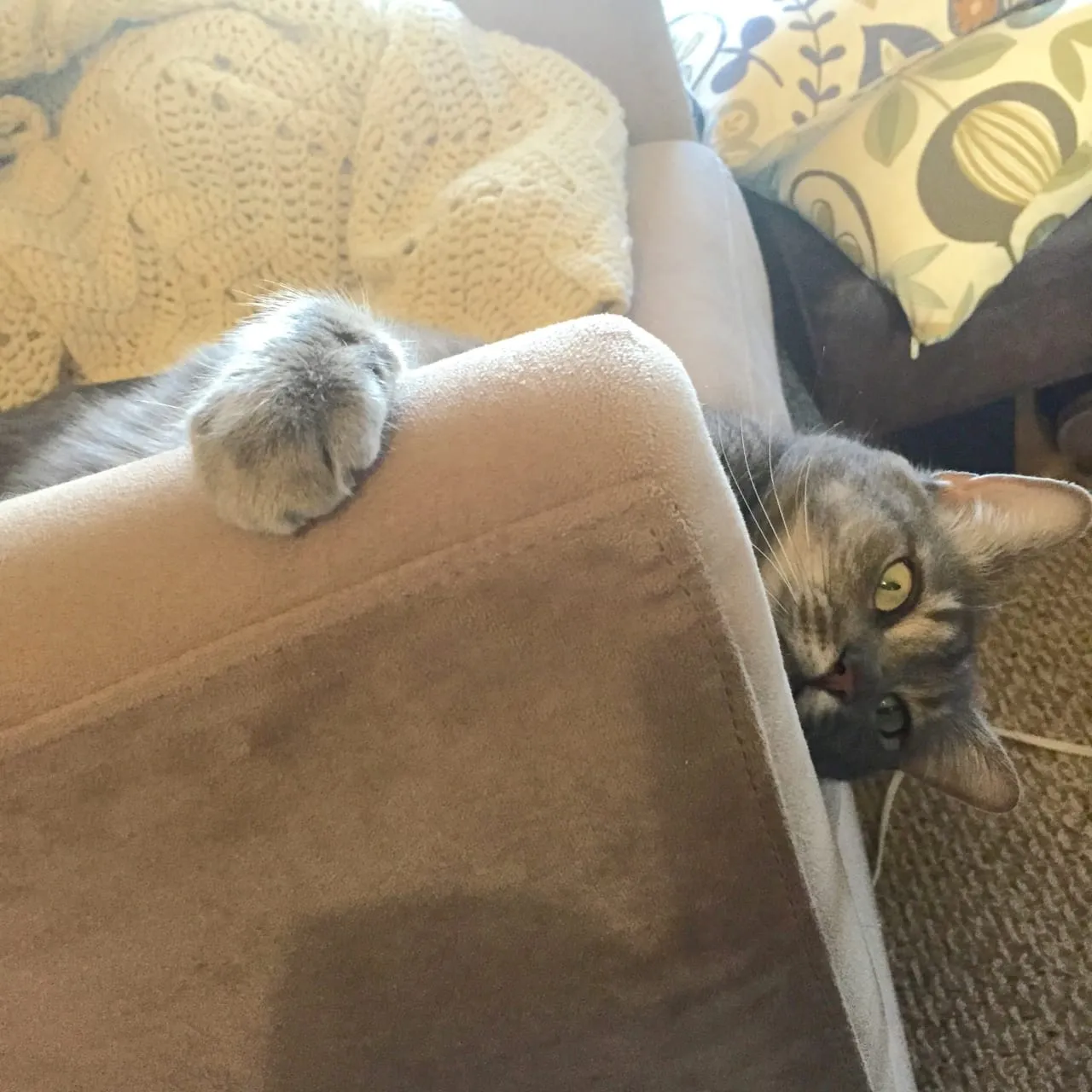 Peek-a-Boo!