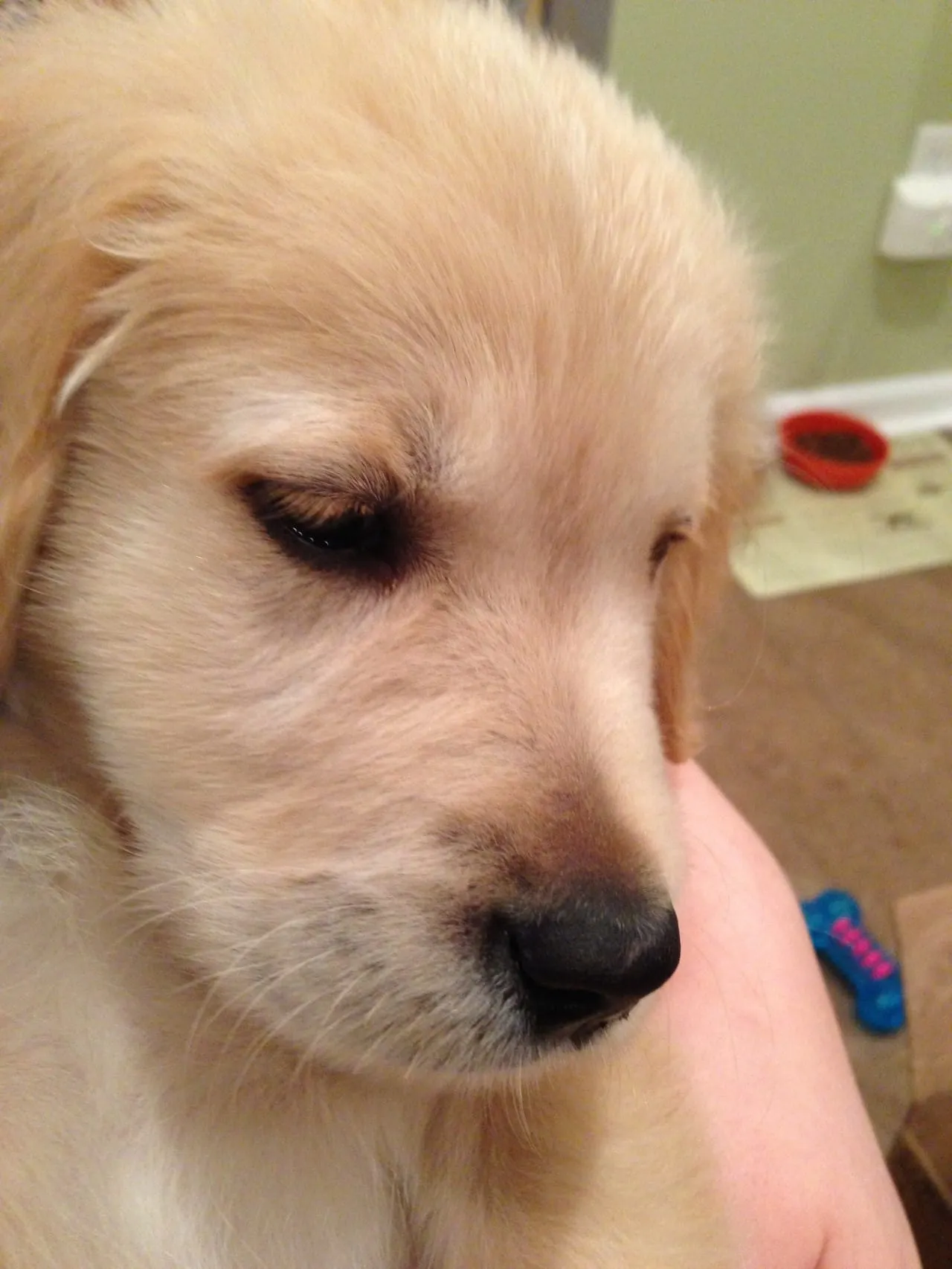 Meet Oliver!