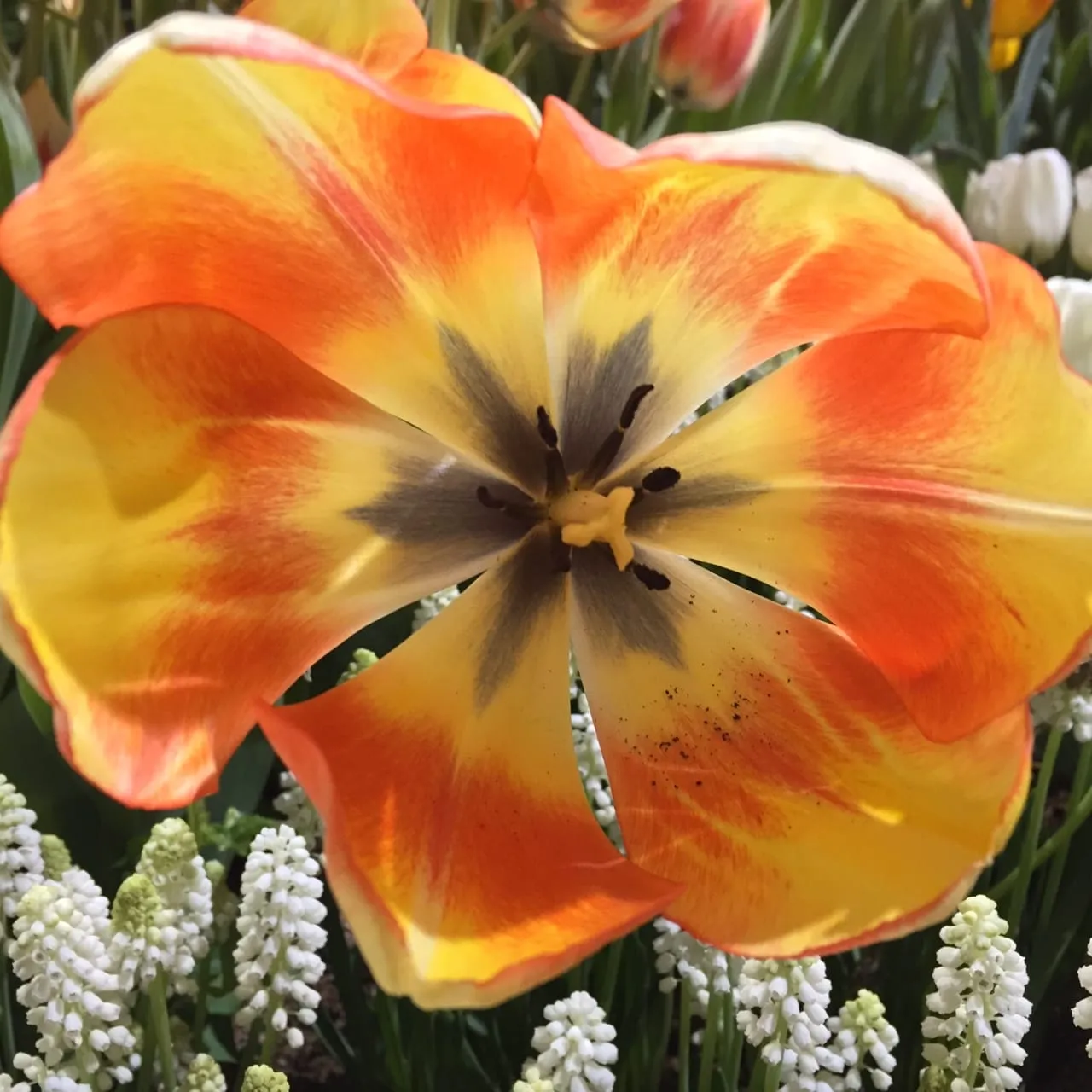 Wordless Wednesday: Close-up by