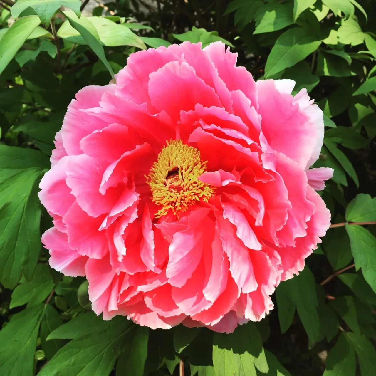 Wordless Wednesday: Peony