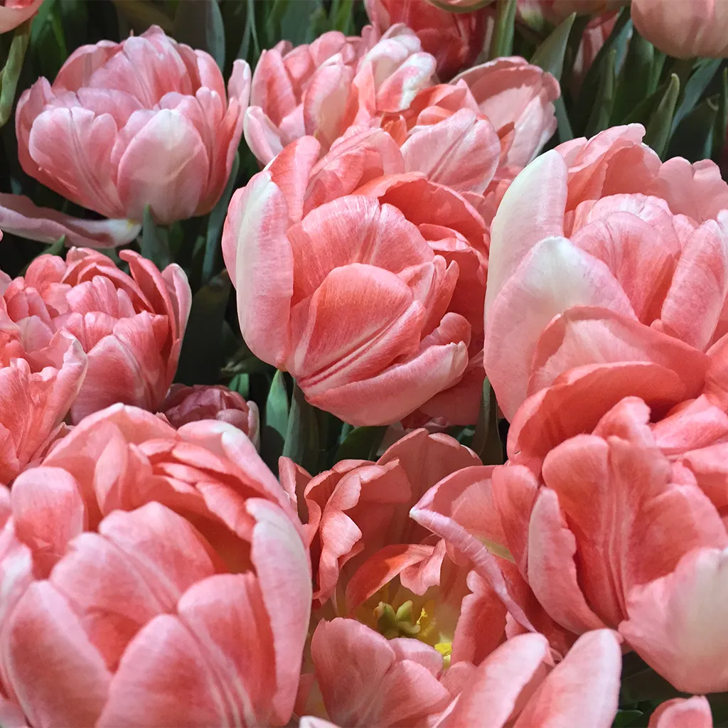 Wordless Wednesday: Pink Tulips