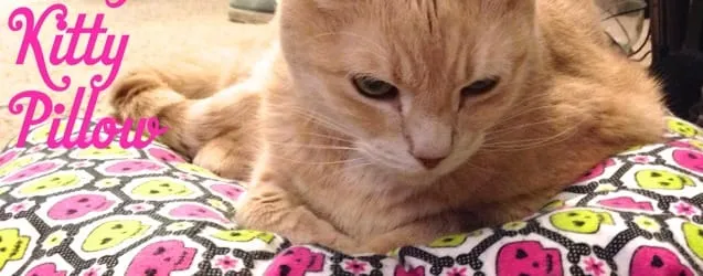 Cozy Catnip Kitty Pillow!