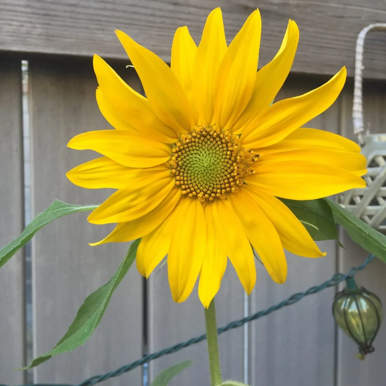 Wordless Wednesday: Sunflower