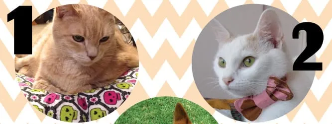 8 Pet Projects