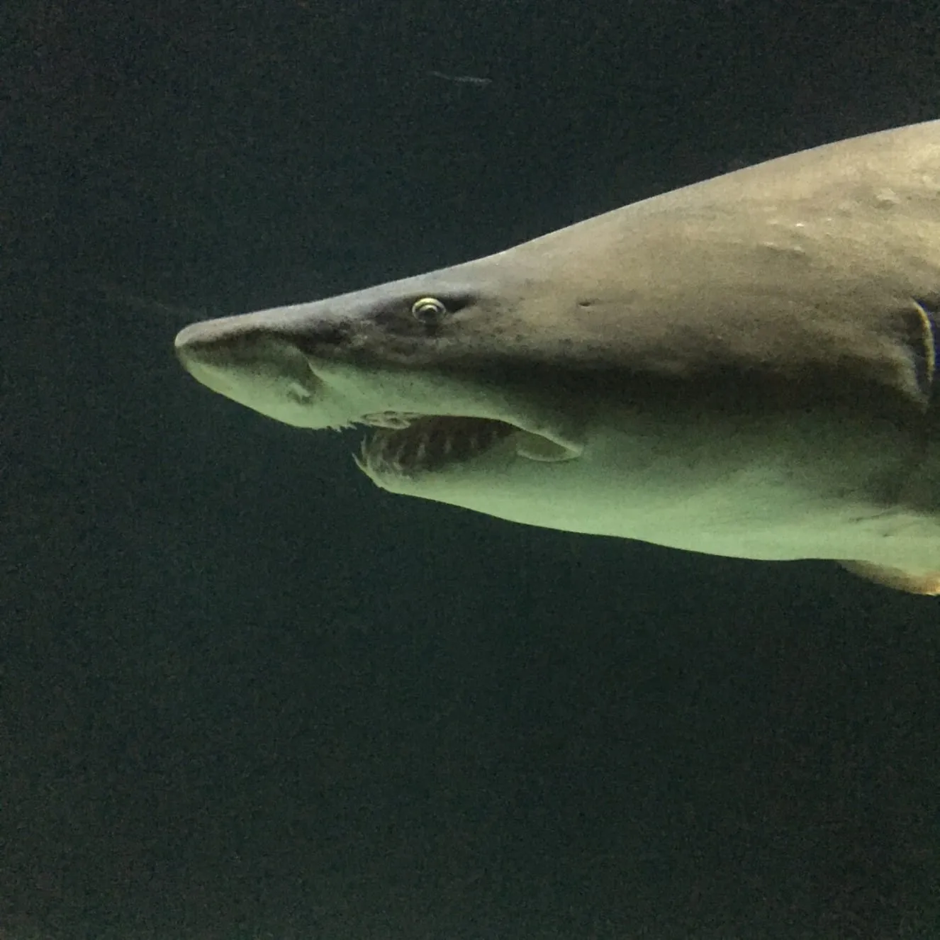 Wordless Wednesday: Shark Week