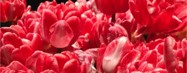 Philadelphia Flower Show!