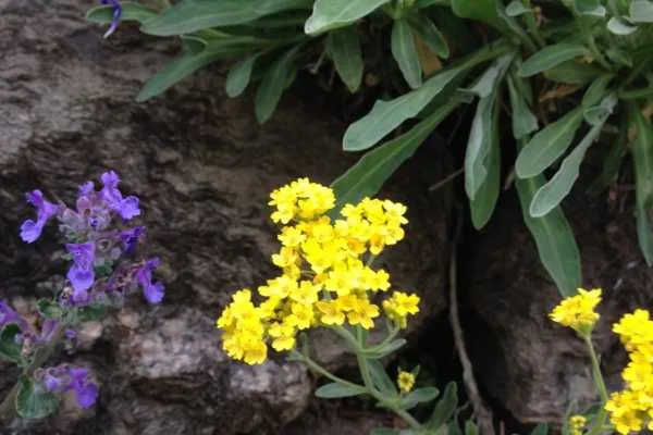 Morris Arboretum: Home Tweet Home