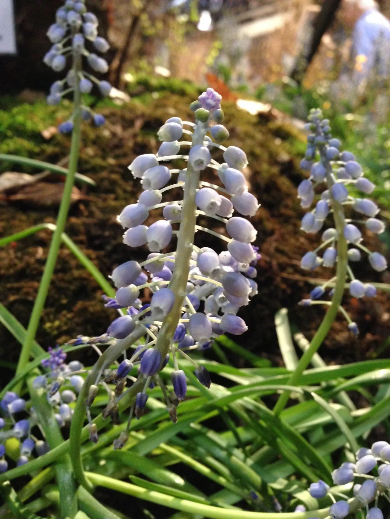 Philadelphia Flower Show!
