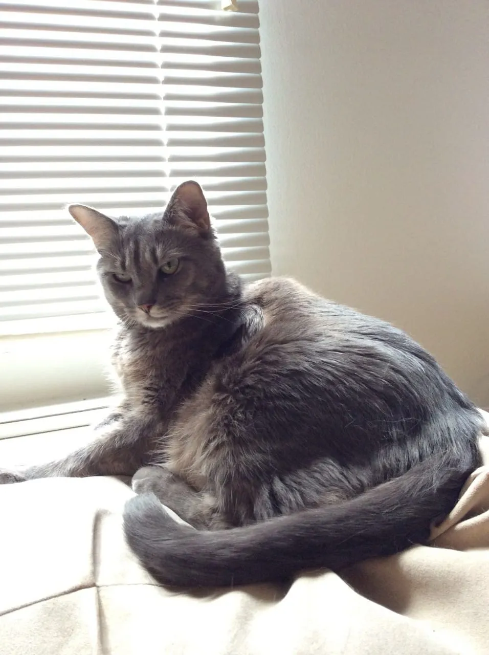 Peanut
